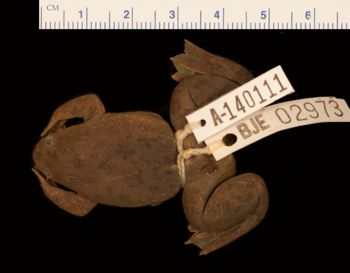 Media type: image;   Herpetology A-140111